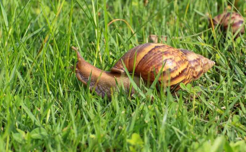 Wpływ ślimaków na rośliny w ogrodzie: jak te małe stworzenia mogą zniszczyć nasze uprawy