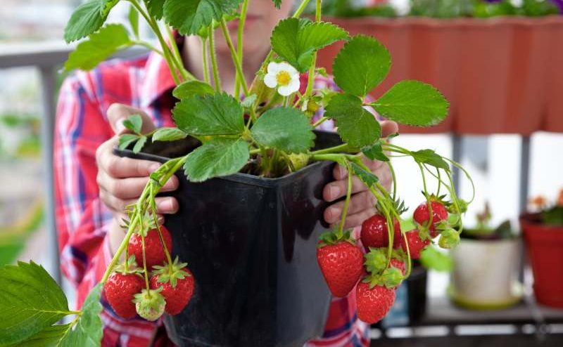 Jakie odmiany truskawek wybrać do uprawy na balkonie? Kiedy sadzić truskawki w doniczce i jak je właściwie uprawiać?