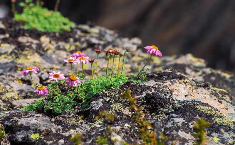 Najczęściej wybierane byliny na skalniaki wiosną: top piątka roślin do ogrodu skalnego